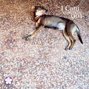 [CD] Cani Giganti: Concerto 001 (the CD version!!)